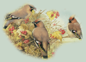 GraphicsByLiz_MarjoleinBastin_PeckingOrder_July2008