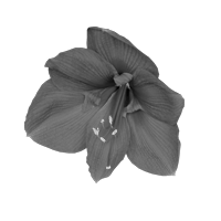 GraphicsByLiz_AmaryllisBlossoms_Dec2006