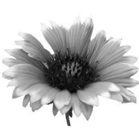 GraphicsByLiz_Arocha_Untitled_July2008