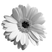 GraphicsByLiz_Big_yellow_July2008