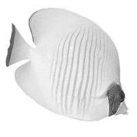 GraphicsByLiz_ButterflyFish_August2006
