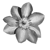 GraphicsByLiz_Clematis_hybrid_July2008