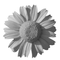 GraphicsByLiz_ColeostephusMyconis_July2008