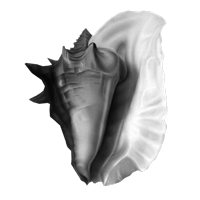 GraphicsByLiz_ConchShell_May2008