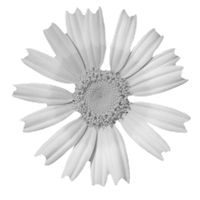 GraphicsByLiz_CrownDaisy_July2008