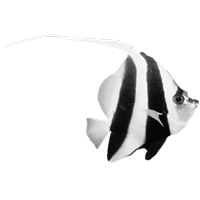 GraphicsByLiz_Long-FinBannerfish_September2006