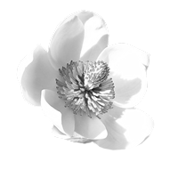 GraphicsByLiz_Magnolia_Watsoni_July2008