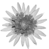 GraphicsByLiz_Marguerire_July2008
