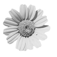 GraphicsByLiz_Mir_Flor_May2008