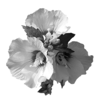 GraphicsByLiz_Mugunghwa_June2008