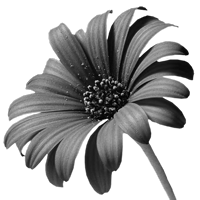 GraphicsByLiz_PurpleDaisy_July2008