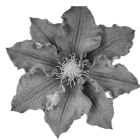GraphicsByLiz_PurpleHibiscus_July2008
