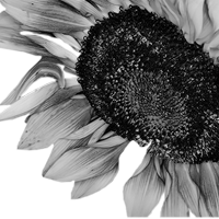 GraphicsByLiz_Rabinowitz_Sunflower_May2008