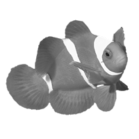 GraphicsByLiz_Spine-CheekAnemonefish_August2006