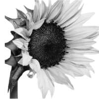 GraphicsByLiz_Sunflower_Feb2008