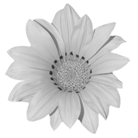 GraphicsByLiz_SunnyYellowSunflower_July2008