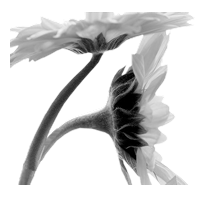 GraphicsByLiz_TwoYellowDaisies_July2008