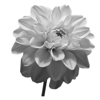 GraphicsByLiz_Warm_white_July2008