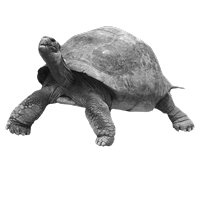 GraphicsByLiz_big_turtle_May2008