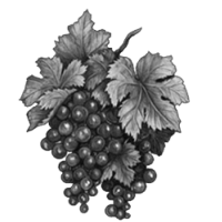 GraphicsByLiz_blackgrapes01