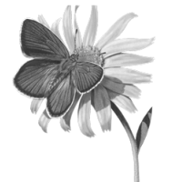 GraphicsByLiz_cyaniris_semiargus