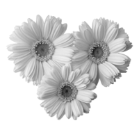 GraphicsByLiz_daisiesthree01