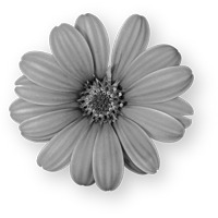 GraphicsByLiz_daisy01