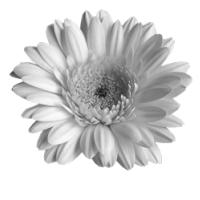 GraphicsByLiz_daisy03