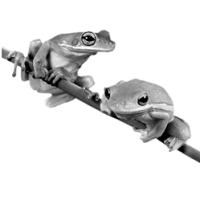 GraphicsByLiz_frogs_Feb2008
