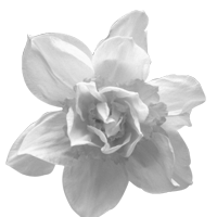 GraphicsByLiz_jonquil01