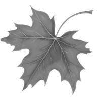 GraphicsByLiz_leaf01