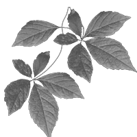 GraphicsByLiz_leaves01