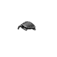 GraphicsByLiz_little_turtle_May2008
