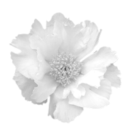 GraphicsByLiz_peony01