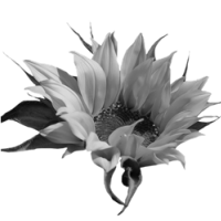GraphicsByLiz_sunflower001_May2008