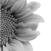 GraphicsByLiz_sunflower002_May2008