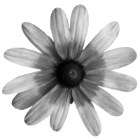 GraphicsByLiz_sunflower01