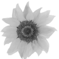 GraphicsByLiz_sunflower02