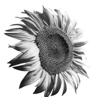 GraphicsByLiz_tournesol_sunflower0002_June2008
