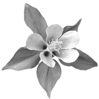 GraphicsbyLiz_Purplewhiteflower001_Mar2006