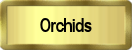 Orchids