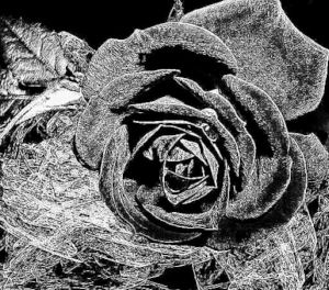 GraphicsByLiz_TheFern_Feb2008_thumbnail